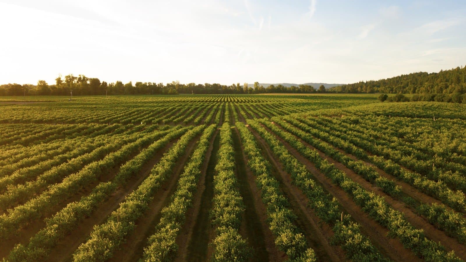 Not All “Organic” Comes From a Farm. Ours Does