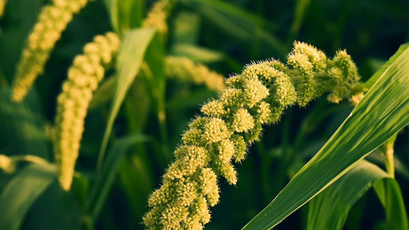 A Beginner’s Guide to Cooking with Organic Millets