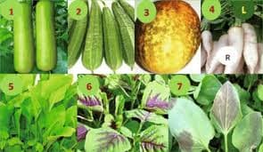 Gourds & Creepers
